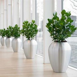 上海多區域綠植服務全解析 寶山出租、青浦租賃、靜安室內與園林施工一站式指南